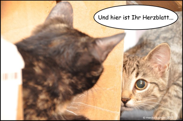 Katzenzusammenführung