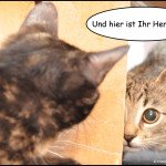 Katzenzusammenführung